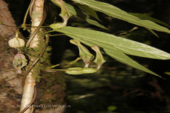 Ceropegia decaisneana